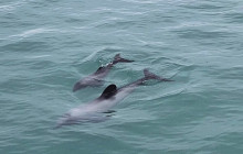 Kiwi Adventures Tour & Travel7