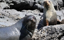 Kiwi Adventures Tour & Travel9