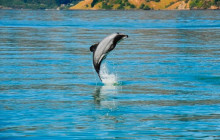 Kiwi Adventures Tour & Travel11