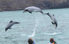 Kiwi Adventures Tour & Travel19