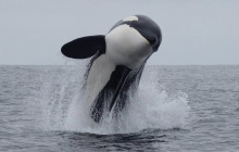 Kiwi Adventures Tour & Travel1