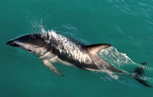 Kiwi Adventures Tour & Travel2