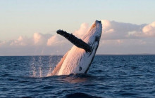 Kiwi Adventures Tour & Travel3