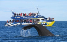 Kiwi Adventures Tour & Travel5