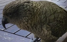 Kiwi Adventures Tour & Travel10