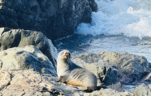 Kiwi Adventures Tour & Travel11