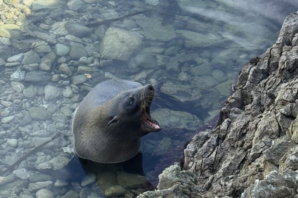 Lyttleton Port Day Tour Excursions For Cruise Travelers