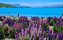 Kiwi Adventures Tour & Travel8