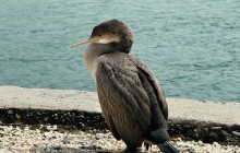 Kiwi Adventures Tour & Travel4