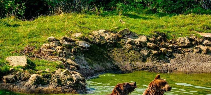 Explore Transylvania: Bear Sanctuary, Bran Castle & Brasov tour