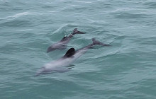 Kiwi Adventures Tour & Travel12