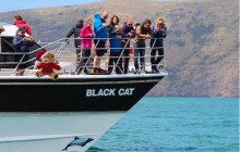 Kiwi Adventures Tour & Travel13