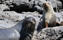 Kiwi Adventures Tour & Travel14