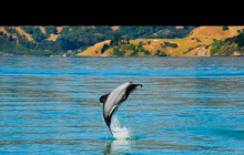 Kiwi Adventures Tour & Travel16