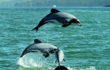 Kiwi Adventures Tour & Travel18