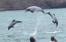 Kiwi Adventures Tour & Travel19