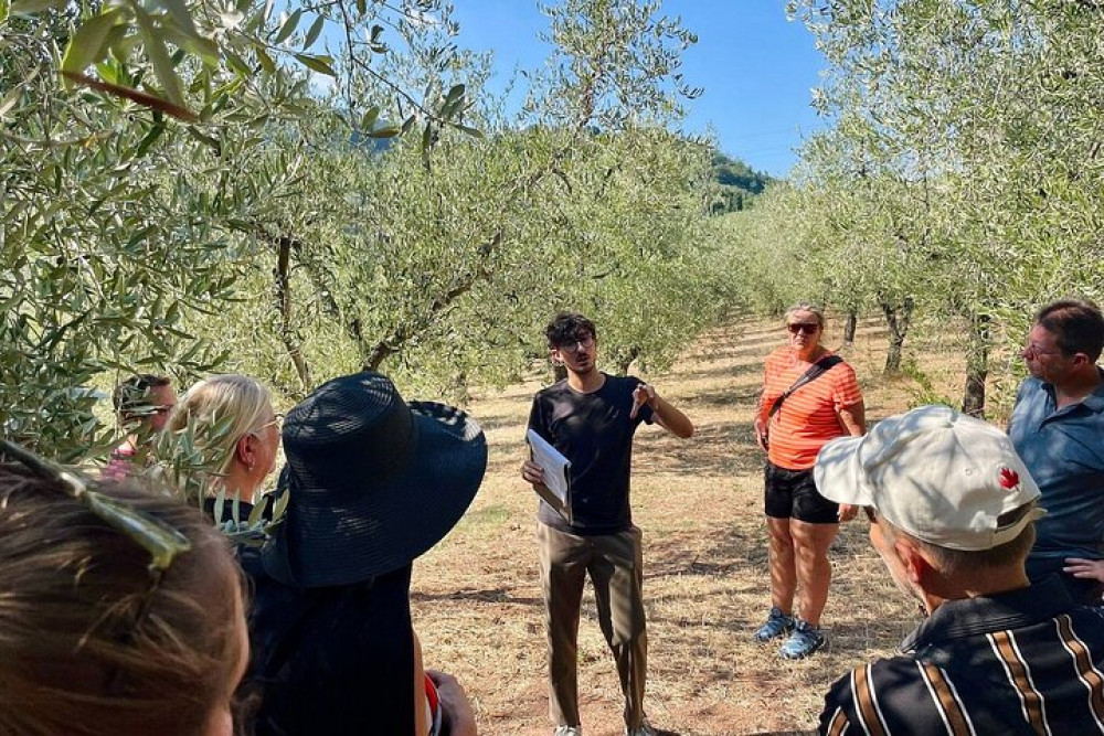 Small Group Guided Tours of the Olive Grove with Oil Tasting