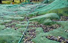 Podere Cavozzoli di Francesco Pierini19