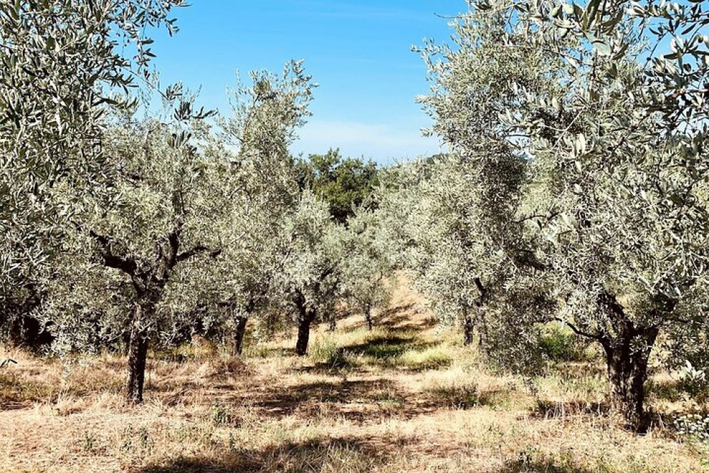 Podere Cavozzoli di Francesco Pierini