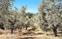 Podere Cavozzoli di Francesco Pierini19