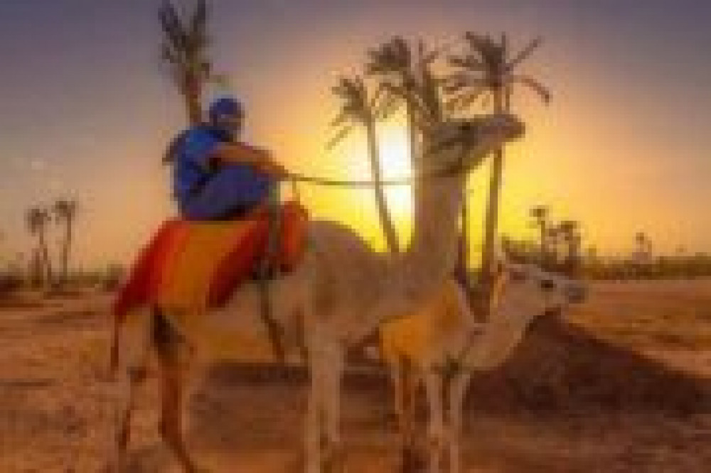 Marrakech Sunset Camel Ride