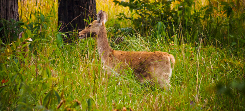 Safari Adventure in Bardia 3D/2N