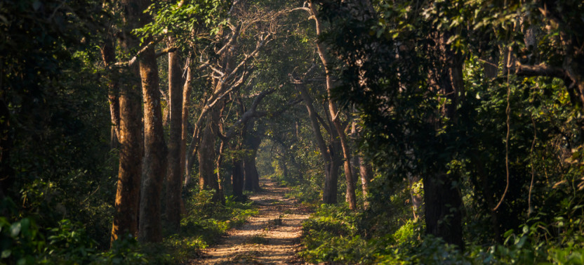 Safari Adventure in Bardia 3D/2N