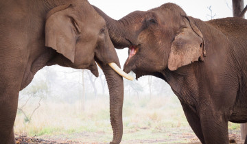 A picture of Safari Adventure in Bardia 3D/2N