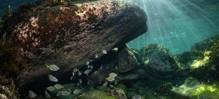 Guided Snorkel Tour