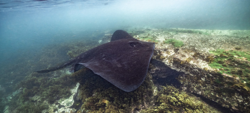 Guided Snorkel Tour