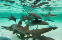 Stingray Beach Cozumel3