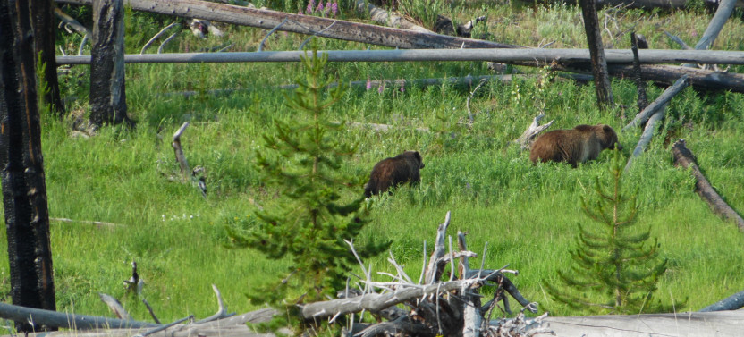 Yellowstone Northern Range Day Trip
