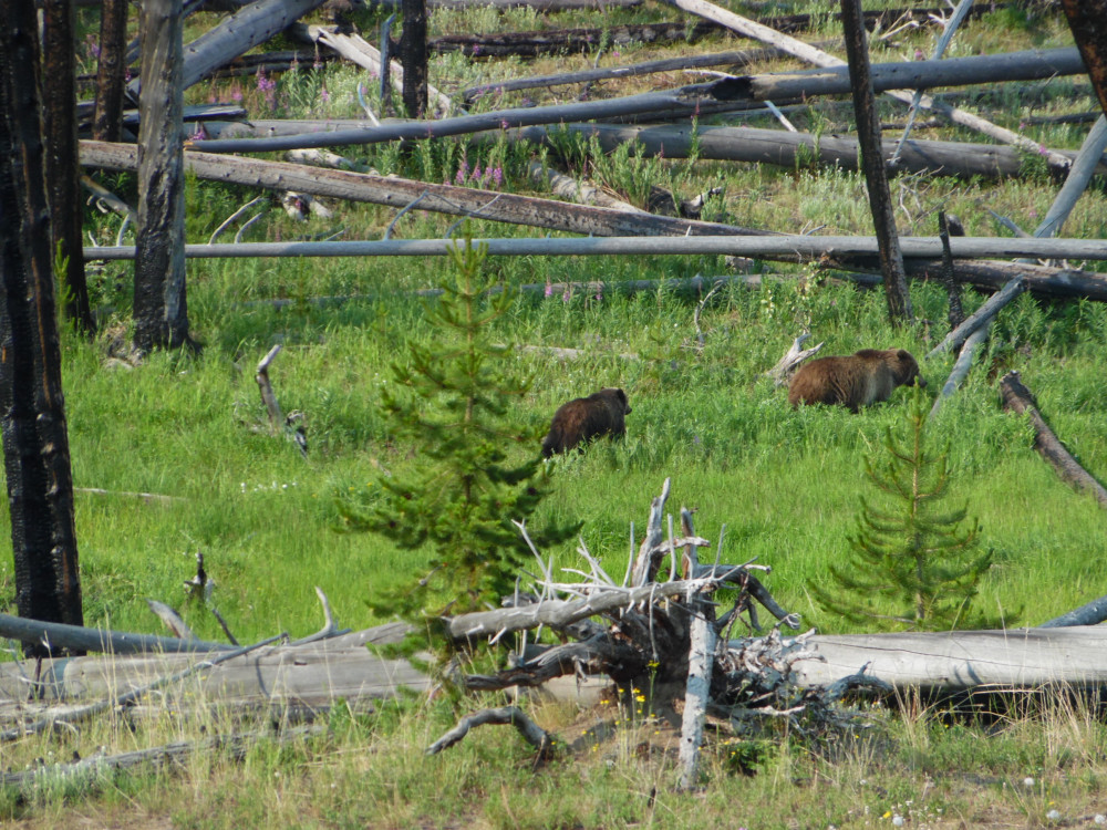 Yellowstone Northern Range Day Trip