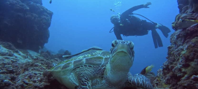 Cebu: Beach Scuba Diving Experience
