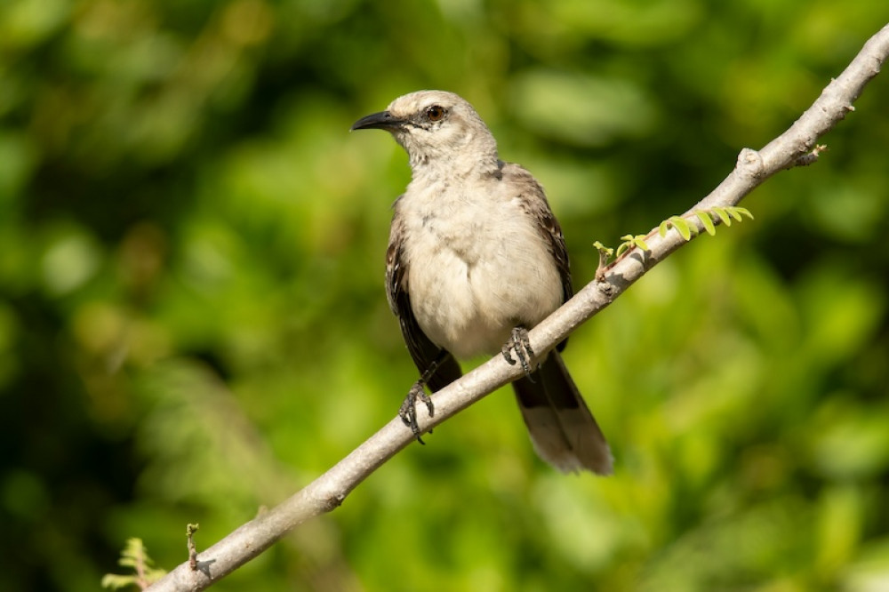 Private Cancun Tour: Dive in a Cenote & Discover Beautiful Birds