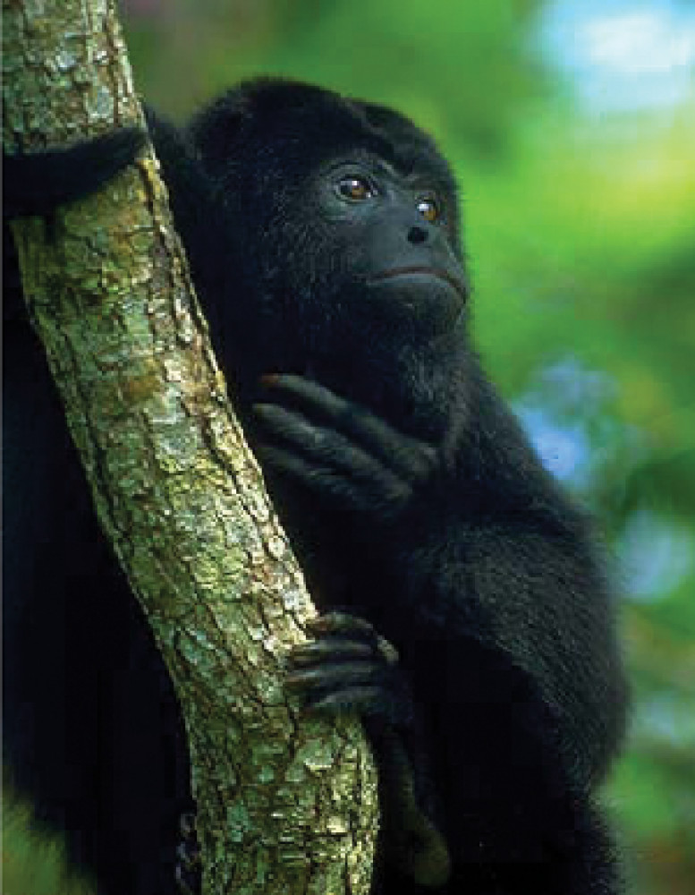 Private Soberania National Park Wildlife Tour