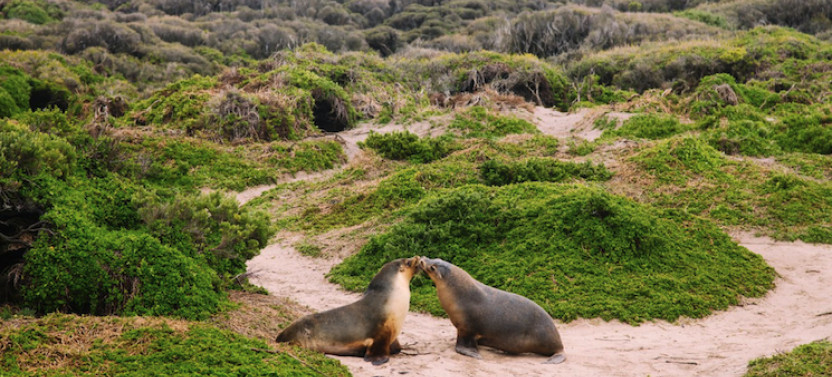 Kangaroo Island 2 Day Adventure