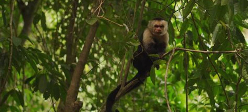 Roatan Mayan Eden Monkey, Slots, Butterfly Eco-Park and Snorkel
