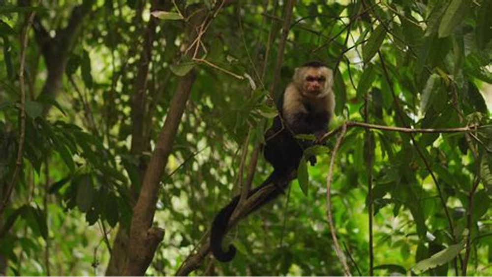 Roatan Anderson Tours