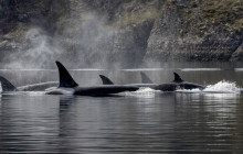 Vancouver Island Whale Watch5