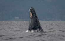 Vancouver Island Whale Watch7