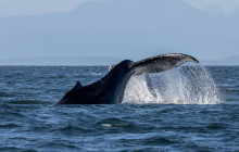 Vancouver Island Whale Watch7