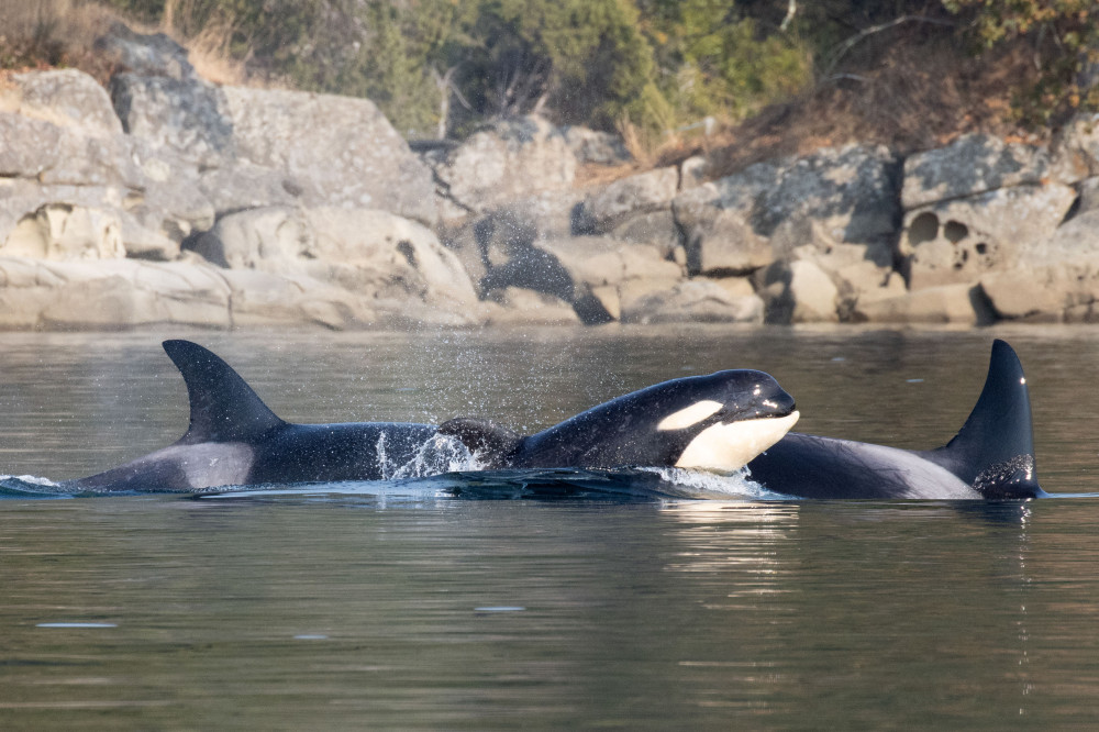 Vancouver Island Whale Watch