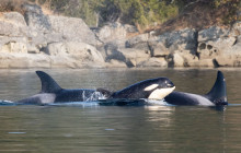 Vancouver Island Whale Watch19