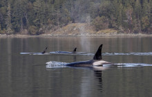 Vancouver Island Whale Watch8