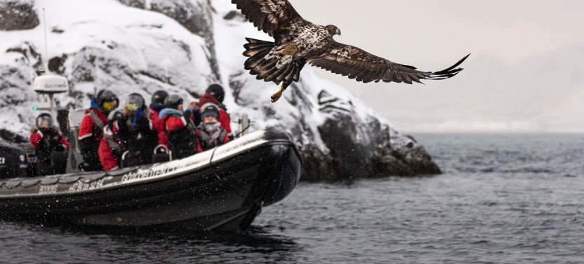 Sea Eagle Safari From Svolvaer To Trollfjord - RIB