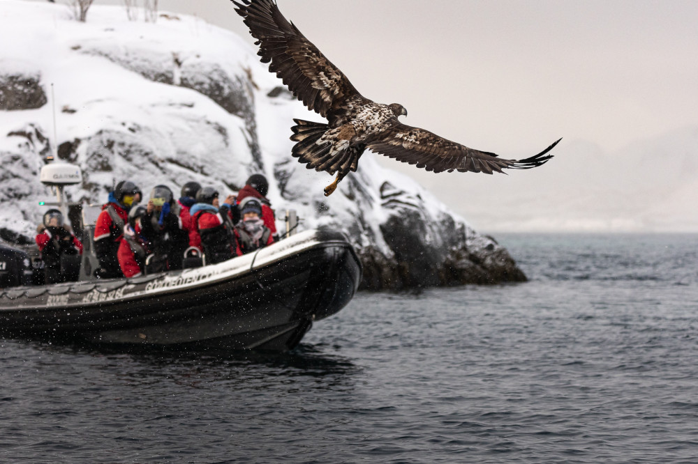 Sea Eagle Safari From Svolvaer To Trollfjord - RIB