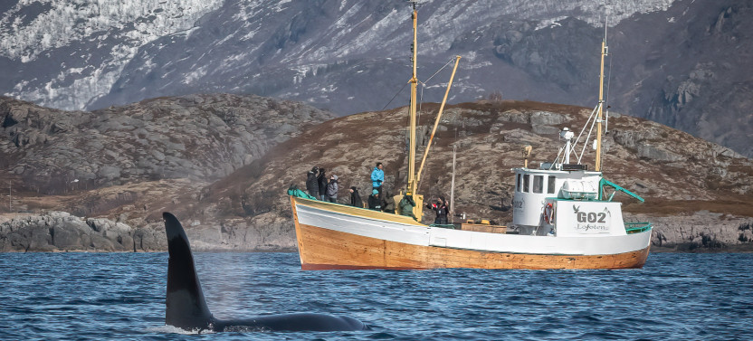 Fishing Trip From Svolvaer