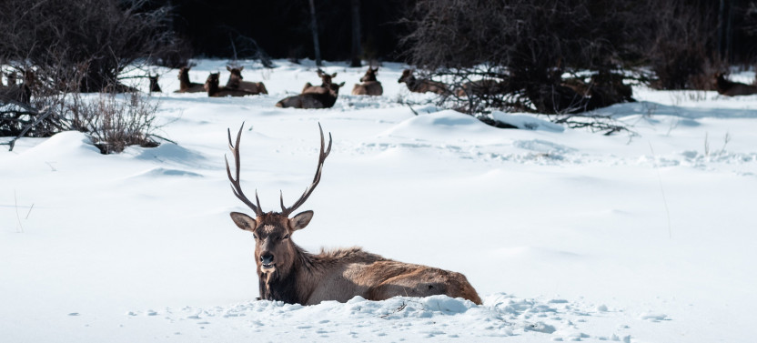 Banff Trail Riders Private Sleigh Ride