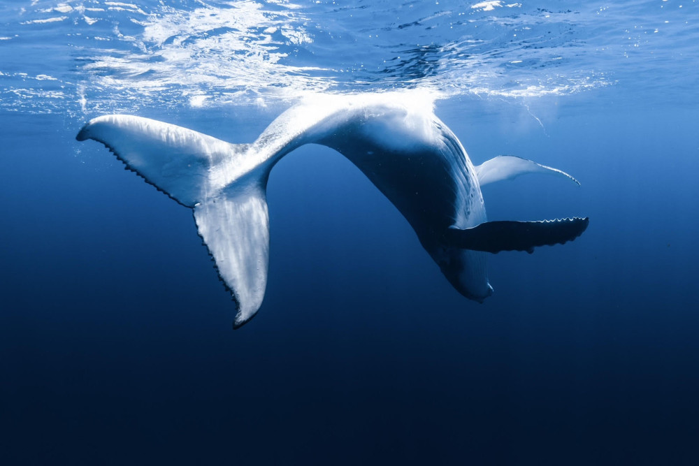 Half Day Whale Watching Tour